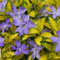 1 X VINCA MINOR ILLUMINATION LESSER PERIWINKLE IMMERGRÜNER STRAUCH GARTENPFLANZE IM TOPF