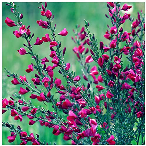 3 Red Broom Cytisus x boskoopii Boskoop Ruby Plants in 9cm Pots, Stunning Flowers 3fatpigs®