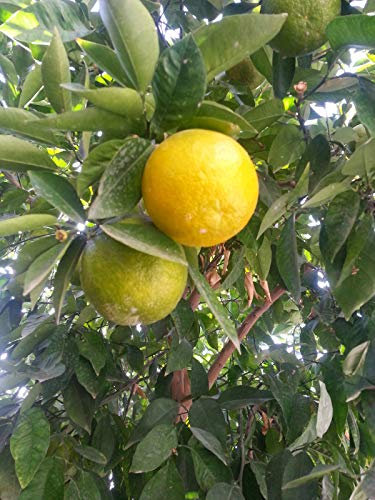 Naranja/Naranj/Sour Orange Tree X 6 in A 9Cm Pots