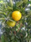 Naranja/Naranj/Sour Orange Tree X 6 in A 9Cm Pots