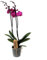Plant in a Box - Phalaenopsis - Orchidee Lila - Schmetterlingsorchidee - Katzenfreundlich - Topf 12cm - Höhe 50-60cm