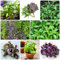 250 Pcs Basilikum Samen - Ocimum Basilicum - Hochbeet Samen, Kräutergarten Balkon Basilikum Pflanze Samen, Hydrokultur Pflanzen, Bio Saatgut Gemüse Kräuter Saatgut, Balkon Kräutergarten