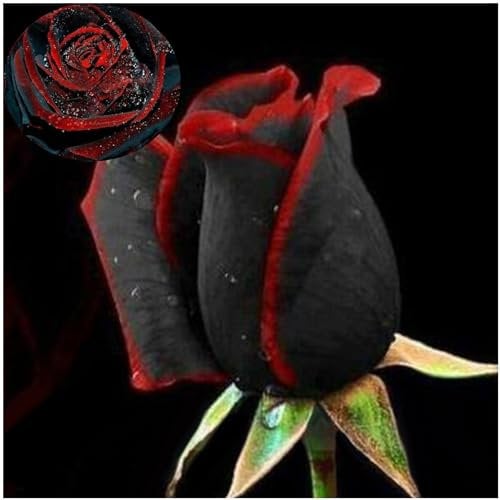 50 Stück Seltene Schwarze Rosen Samen mit Rotem Rand - Blumensamen für Garten, Balkon & Zimmerpflanzen (Schnelle Keimung, Pflegeleicht) (Schwarz)