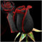 50 Stück Seltene Schwarze Rosen Samen mit Rotem Rand - Blumensamen für Garten, Balkon & Zimmerpflanzen (Schnelle Keimung, Pflegeleicht) (Schwarz)