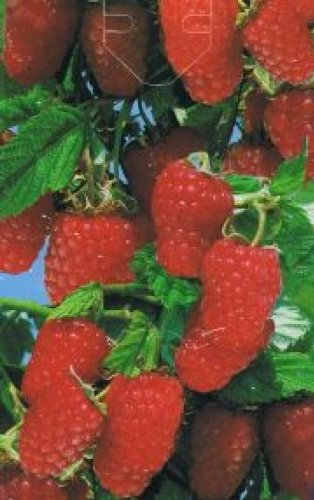 Rubus idaeus Schönemann - rote Himbeere Schönemann