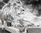 Papier Peint Panoramique 3D Tapisserie Intissé Murales poster geant photo Décoration Murale Effet Trompe Loeil 300x210cm Lion de vent blanc noir moderne