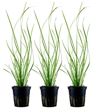 AquaOne Aquarium Pflanze 3 Stück Cyperus helferi I Wasserpflanze Aquariumpflanze Ausläufer voll durchwurzelt einfach pflegeleicht Aquascaping Dekoration