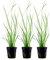 AquaOne Aquarium Pflanze 3 Stück Cyperus helferi I Wasserpflanze Aquariumpflanze Ausläufer voll durchwurzelt einfach pflegeleicht Aquascaping Dekoration