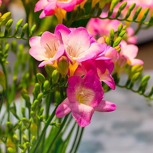 12 Pcs Freesien Zwiebeln Kaufen, Blumenwiese, Gärtner Geschenke Freesien Im Topf, Balkon Blumen, Blumenzwiebeln Mehrjährig Winterhart Balkonblumen, Garten Geschenk Frühlingsblumen