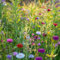 800 Pc Semillas De Flores Silvestres Perennes Resistentes, Mezcla De Flores Silvestres - Regalos Sostenibles Para Mujeres Semillas De Flores De Prado De Flores Silvestres, Prado De