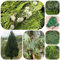 semi di cipresso - semi di cipresso piante perenni resistenti Acquista bonsai da giardino piante robuste da balcone resistenti in vaso bonsai interno biologici in vaso giardino esotici 40pcs