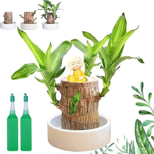 Mini arbre brésilien, plante en bois brésilien, plantes purifiantes d'air à l'intérieur, souche hydroponique en pot avec plateau en porcelaine/plastique, bambou porte-bonheur avec instructions en