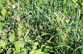 Aamish 100 piezas de semillas de plantas de abono verde