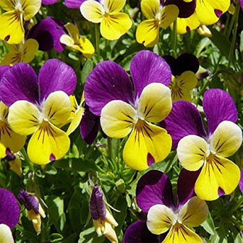 Stk - 25x Gesicht Cornuta Hornveilchen Johnny Jump Pflanzen - Samen A149 - Seeds & Plants Shop by Ipsa
