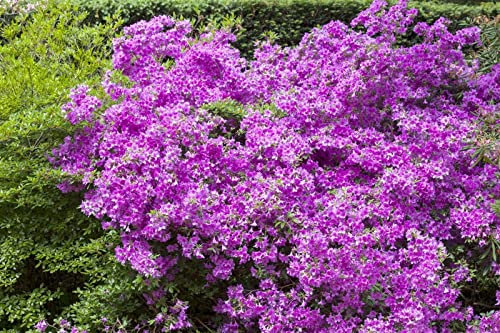 Rhododendron obtusum 'Purpurtraum' 20-25 cm - Azalee, purpurrote Blüten, Blütezeit April-Mai, ideal für Kübel und Rabatten, winterhart und pflegeleicht