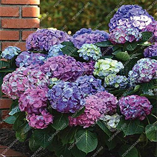 50 Pz ortensia Semi Tohum jardin de fleurs Sementi Sementi Fiori coperto per la casa Jardin perenni Pot Sementes: Deep Blue