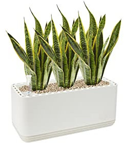 AIRY System L inkl. 3 Bogenhanfe & Airy Base Substrat • Natürlicher Luftreiniger eliminiert Schadstoffe, Allergene & Gerüche • Für Räume mit ca. 30qm • Made in Germany, 3301-613 weiss-weiss