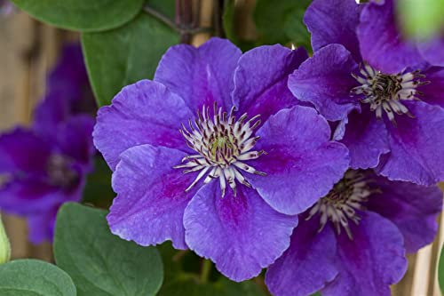 Clematis Hybride 'Ashva' 60-100 cm - Waldrebe, violette Blüten, Blütezeit Mai-September, ideal für Rankgerüste, pflegeleicht und winterhart