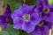 Clematis Hybride 'Ashva' 60-100 cm - Waldrebe, violette Blüten, Blütezeit Mai-September, ideal für Rankgerüste, pflegeleicht und winterhart