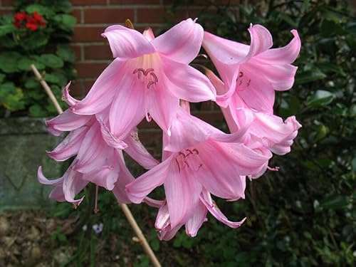 Ausverkauf : Blumenzwiebeln - Rarität : Amaryllis Belladonna Belladonnalilie/Echte Amaryllis 1 Blumenzwiebeln 20/+