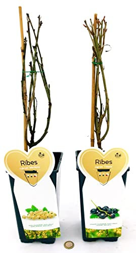 POWERS TO FLOWERS - RIBES NERO e BIANCO, RIBES NIGRUM TITAN e RUBRUM WERDAVIA, 2 PIANTE, piante vere