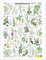 Heilpflanzen Poster von Planet Poster Editions 30 x 40 cm Grün Wandbilder Wanddeko