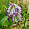 200 pz Semi di speronella, giardino, balcone seminativo (Corydalis solida) semi di fiori, semi semi di erbe medicinali, letto del balcone semi di piante medicinali, semi di antiche