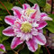 Clematis zwiebeln,Schnittblumen für Ausstellungen,winterharte pflanzen,clematis waldrebe,bevorzugt volle Sonne,krautige mehrjährige Pflanze,clematis hellblau(keine Samen)-8zwiebeln-B