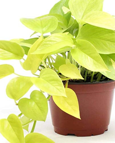 Pianta di POTHOS GOLDEN NEON ‘Epipremnum Pinnatum’ - in vaso Ø 12 cm – h. 15/20 cm