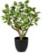 Briful 43CM Tall Artificial Ficus Plants Green White Artificial Bonsai Tree Fake Plants, Faux Plant Indoor Small Fake Ficus Tree for Home Kitchen Bathroom Decor
