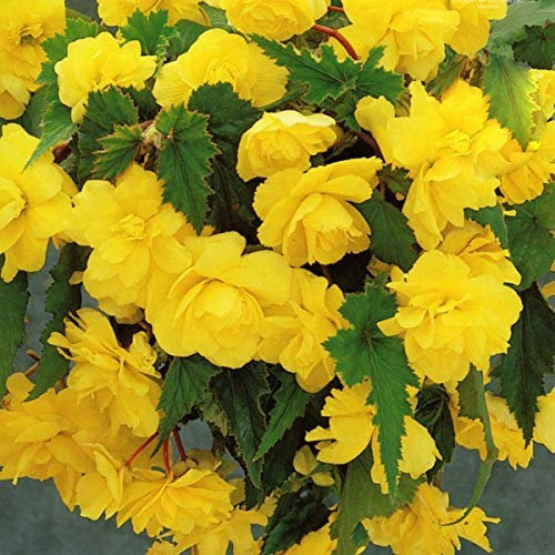 Pianta vera di Begonia Pendula Yellow - Bulbi