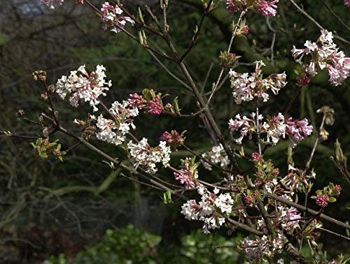 Viburnum bodnantense 'Charles Lamont' 60–80 cm – Winterhart, Mehrjährig, Pflegeleicht – Winterschneeball – Zierstrauch für Garten & Vorgarten