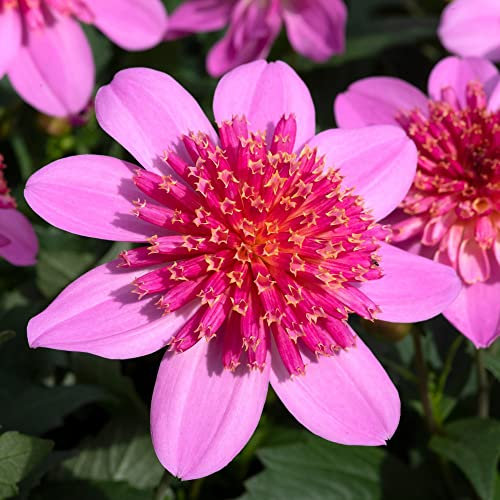 Dahlia Gardenetta 'Starburst Pink' Cottage Gardens Perennial Half-Hardy Ideal Borders Patio Pots & Cut Flowers Summer Bouquets 3X Jumbo Plug Plants By Thompson and Morgan (3)