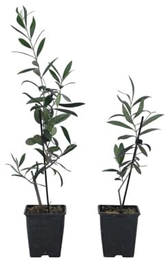 Plant in a Box - Olivenpflanzen - 2er Set - Olea Europaea - Topf 9cm - Höhe 25-40cm