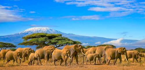 MISHBAY Peinture Diamant Adulte les Elephants - 120x50cm Peinture Diamant - Mosaïque Strass DIY avec Toile de Haute Qualité - Creative Hobb