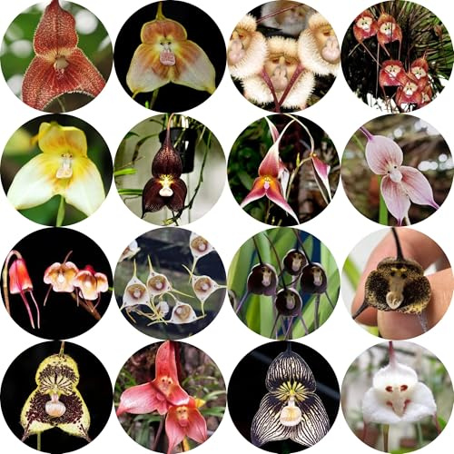 affen orchidee, dracula simia, schattenpflanzen balkonpflanzen winterhart affengesicht orchideen blumenwiese mehrjährig, herbst deko 100samen