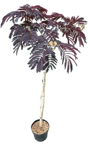Schlafbaum, Seidenakazie, Höhe: 110-120 cm, Albizia julibrissin 'Summer Chocolate'