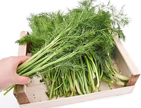 Frischekiste Dill 1 kg