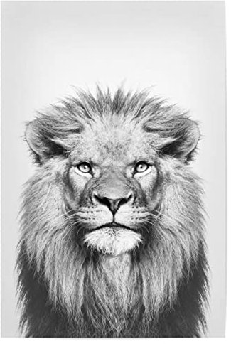 artboxONE Poster 30x20 cm Schwarz-weiß Tiere Portrait of a lion - Bild lion animal portrait king