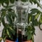 Bubblegum Stuff - Mini dispositivo di irrigazione a goccia con supporto vitale per piante da appartamento | Sistema di irrigazione automatico | 3,5 once fluide - Abbeveratoio per piante da interno..