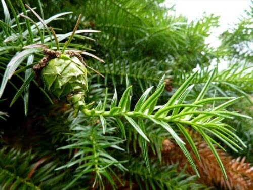 50 Graines Araucaria de Chine, Cunninghamia lanceolata seeds