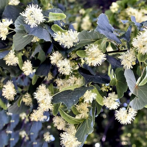 linde baum pflanze samen, saatgut,bodendecker winterhart mehrjährig Lindenbaum plants,winterharte stauden mehrjährig zimmerpflanzen,winterharte pflanzen für garten alte 10pcs
