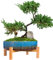 ARTKETTY Vasi per piante – Vaso bonsai in ceramica da 29 cm con drenaggio, grande vaso per piante grasse per interni, cactus, giardino, vaso decorativo con supporto