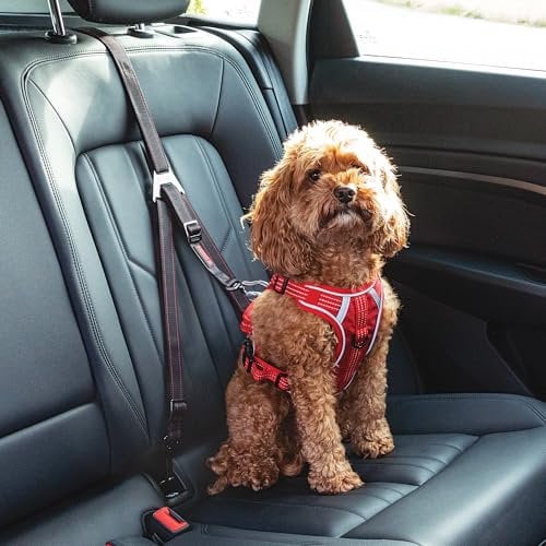 KONG Attache de sécurité Ultime, Ceinture de Sécurité Voiture pour Chien