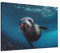 Leinwandbild, Gemälde, Unterwasser-Seelöwe, Bilder, Kunstwerk, Fotodrucke, moderne Wanddekoration, Poster, gerahmt, fertig zum Aufhängen, für Küche, Bad, Büro, Heimdekoration, 40 x 60 cm