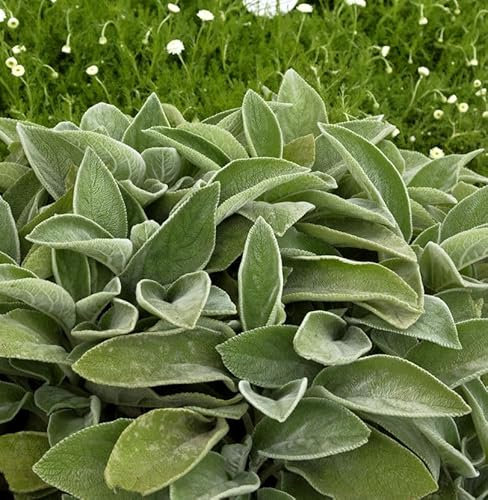 Wollziest Big Ears - Stachys byzantina