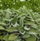 Wollziest Big Ears - Stachys byzantina