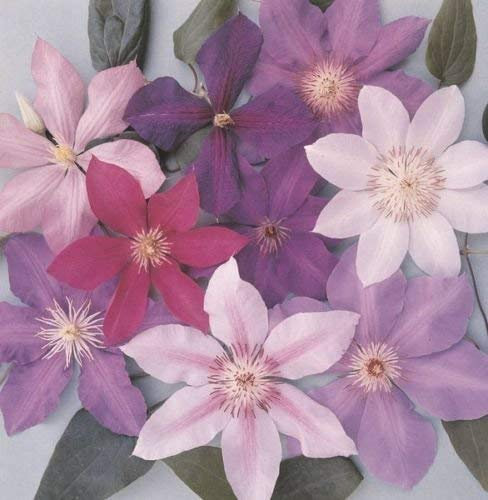 Clematis Macropetala Large Hybrid Clematis Seeds (Pack of 5) : Seeds Only