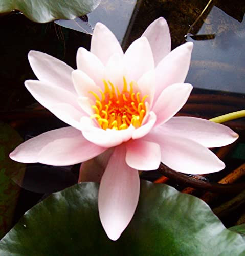 Rarität : Teichpflanzen Seerosen : Nymphaea Seerose Zwergseerose Fridolfing winterhart Pflanztiefe bis 30 cm