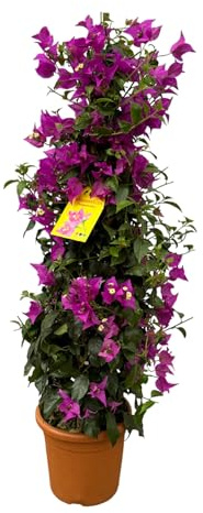 Trendyplants Bougainvillea Bush Garden Plant Height 70-90 cm Pot Size Diameter 17 cm